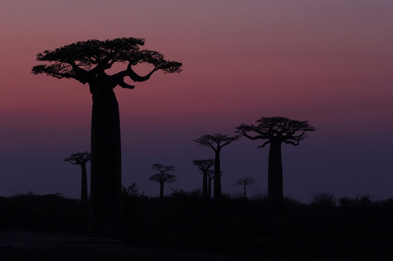 Adansonia grandidieri photo 3