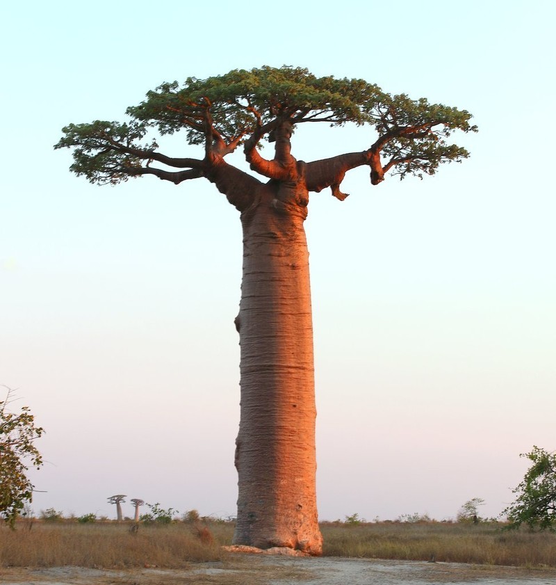 Adansonia grandidieri photo 4