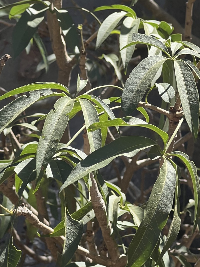 Adansonia grandidieri photo 5