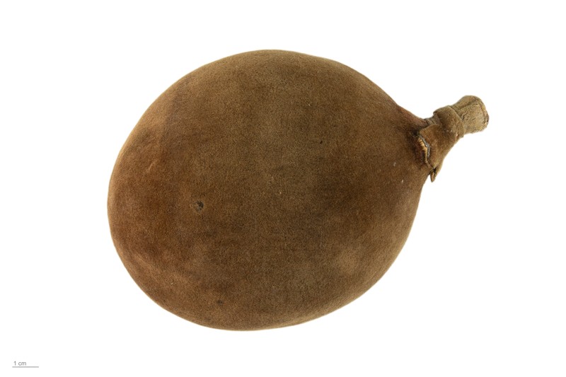 Adansonia grandidieri photo 6