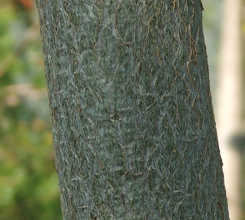 Adansonia grandidieri photo 7