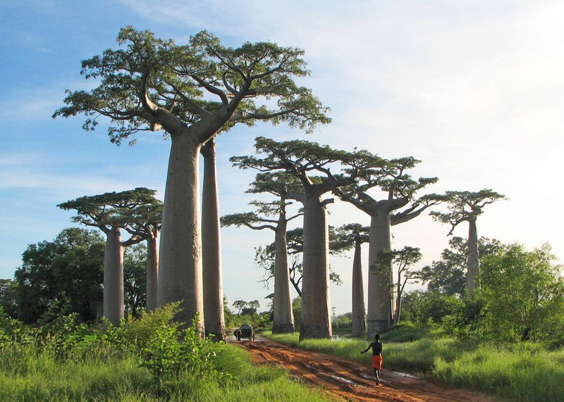 Adansonia grandidieri photo 8