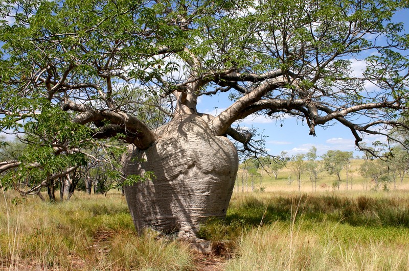 Adansonia gregorii photo 2