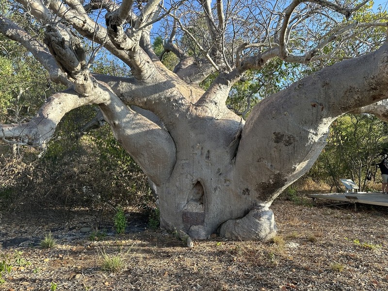 Adansonia gregorii photo 3
