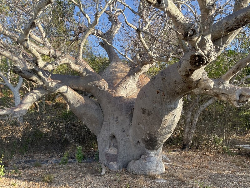 Adansonia gregorii photo 4
