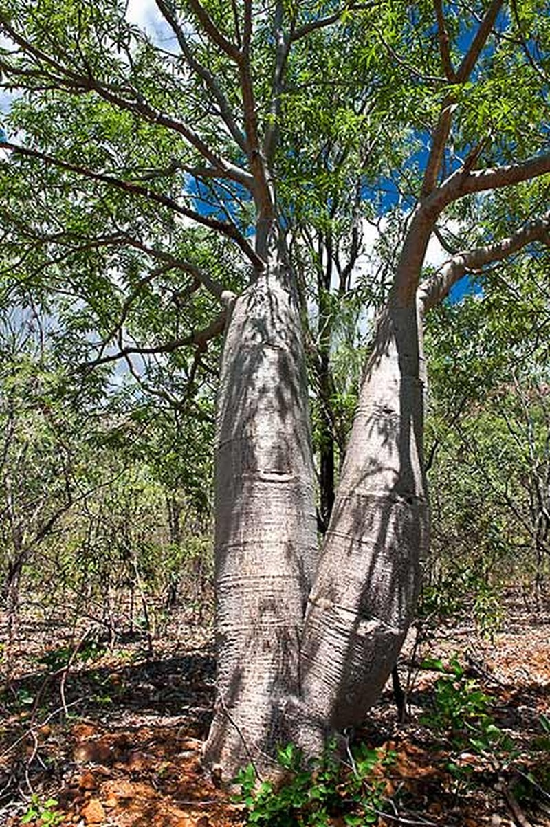 Adansonia gregorii photo 5