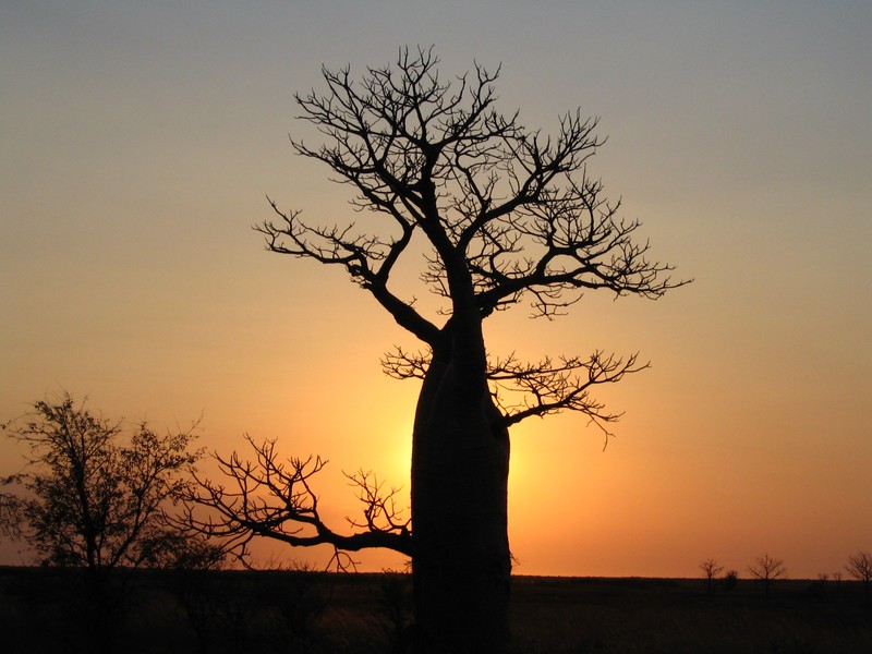 Adansonia gregorii photo 6
