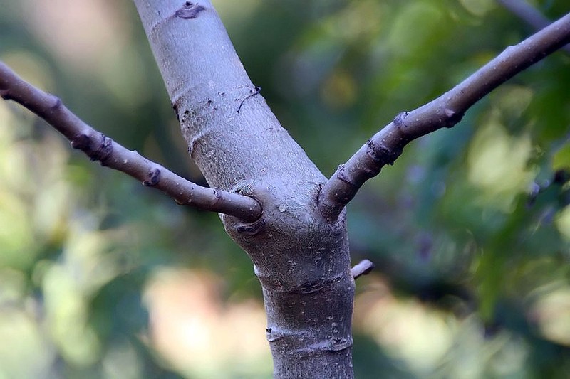 Adansonia gregorii photo 8