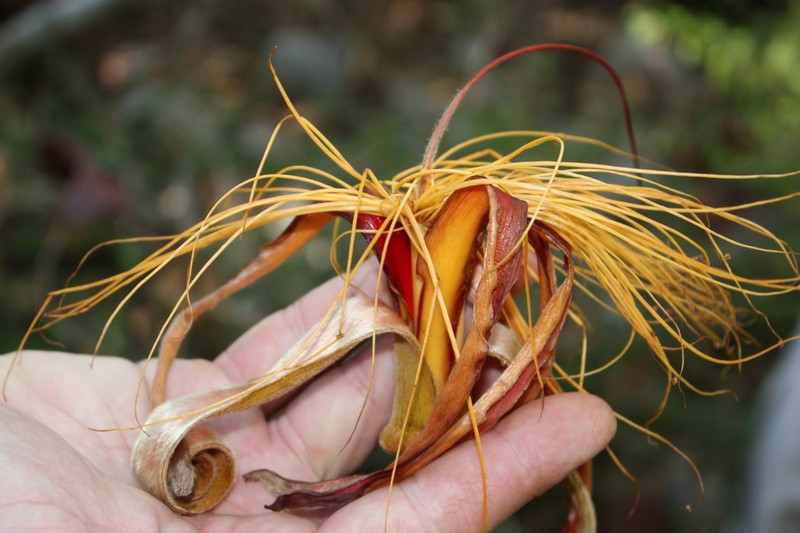 Adansonia madagascariensis photo 2