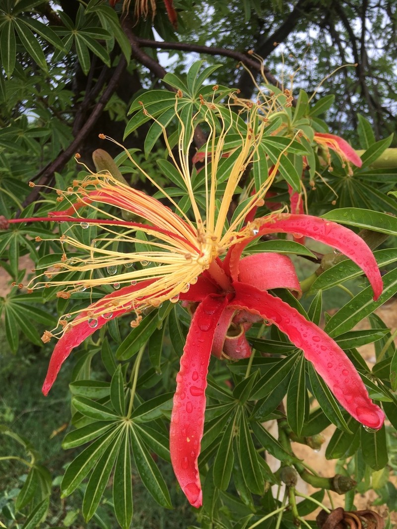 Adansonia madagascariensis photo 3