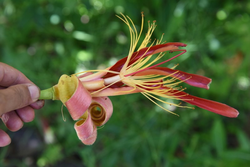 Adansonia madagascariensis photo 4
