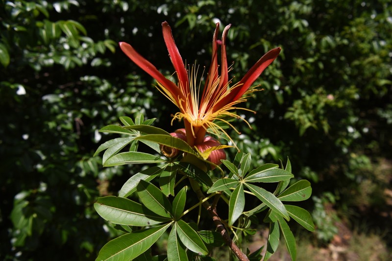 Adansonia madagascariensis photo 5