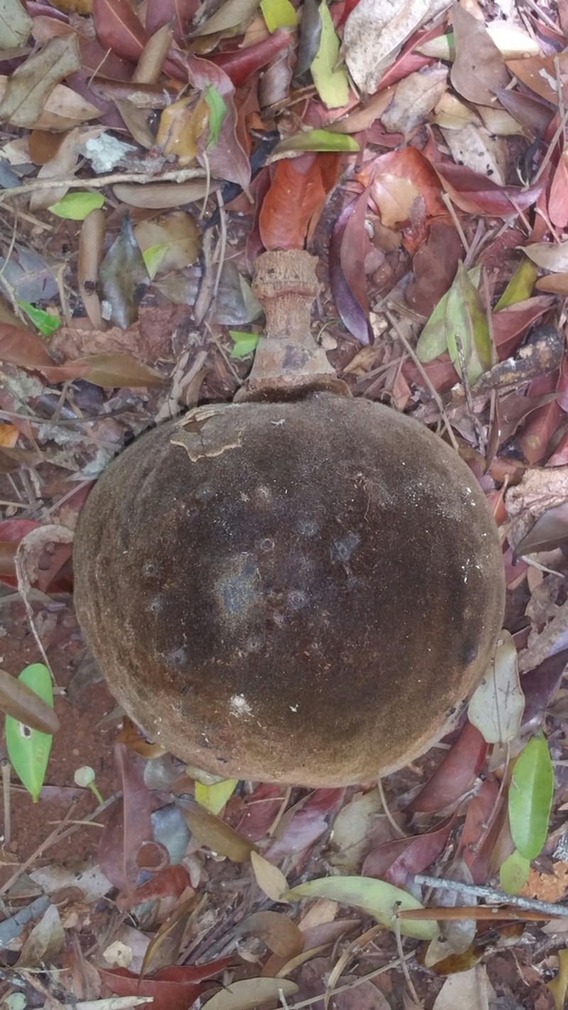 Adansonia madagascariensis photo 6