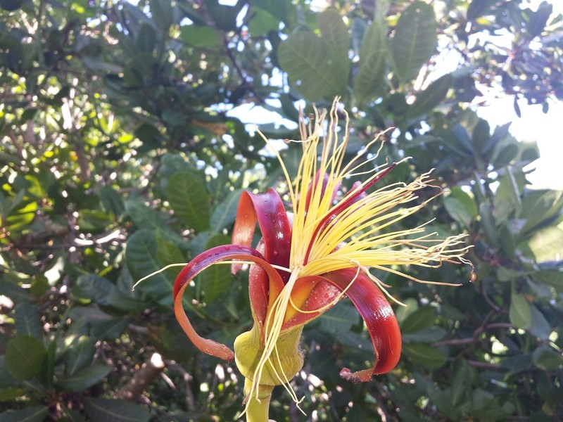 Adansonia madagascariensis photo 7
