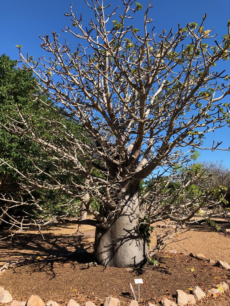 Adansonia perrieri