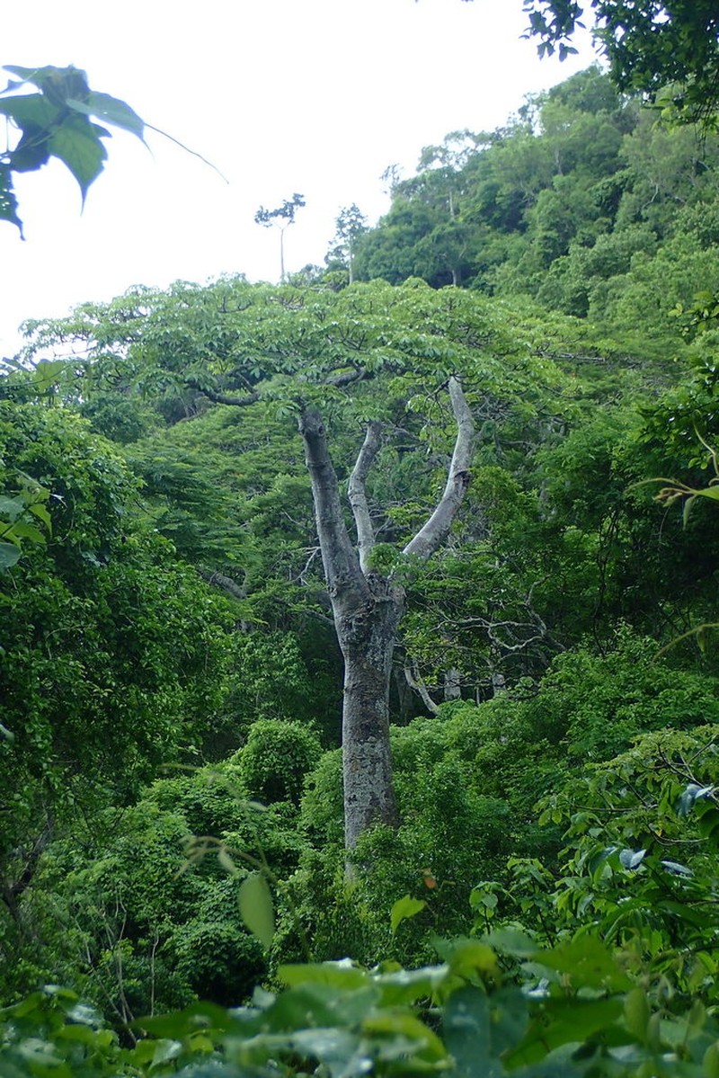 Adansonia perrieri photo 2