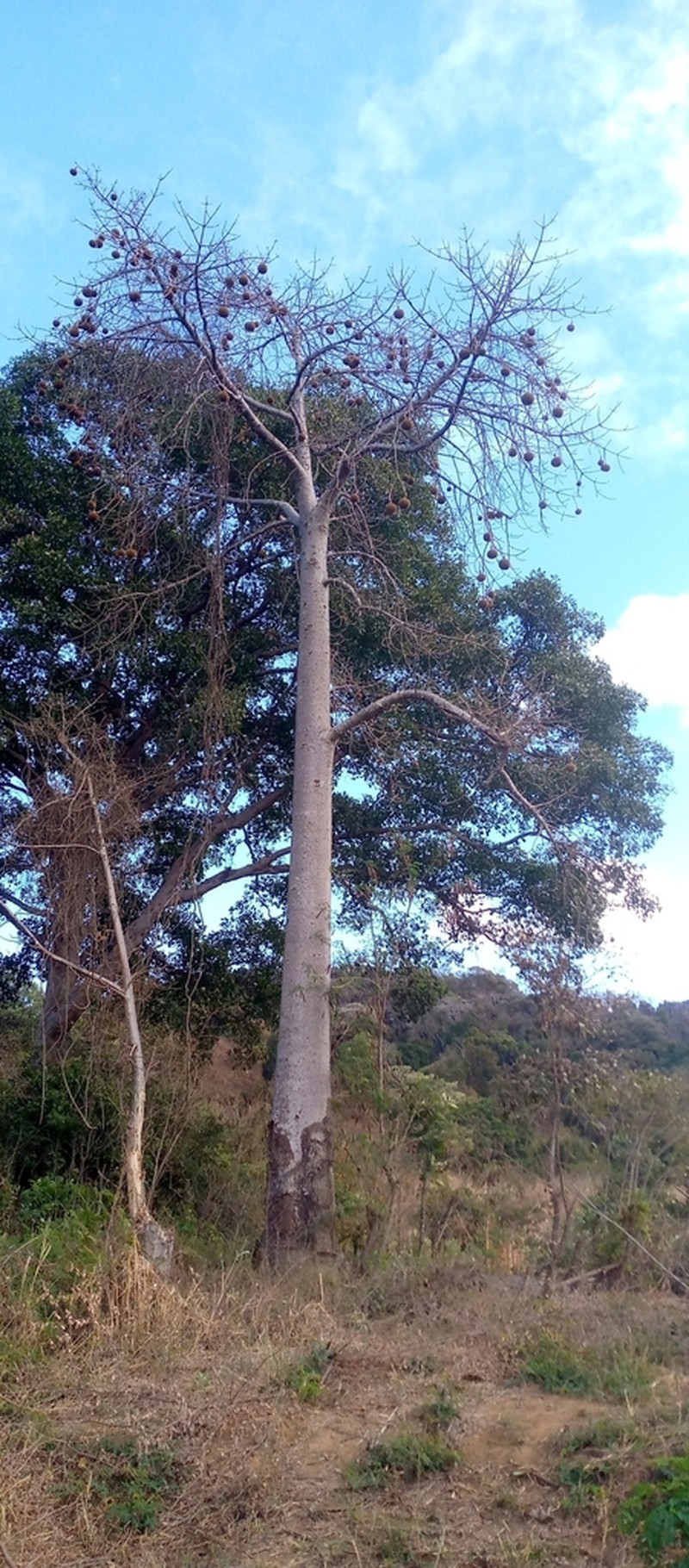 Adansonia perrieri photo 3
