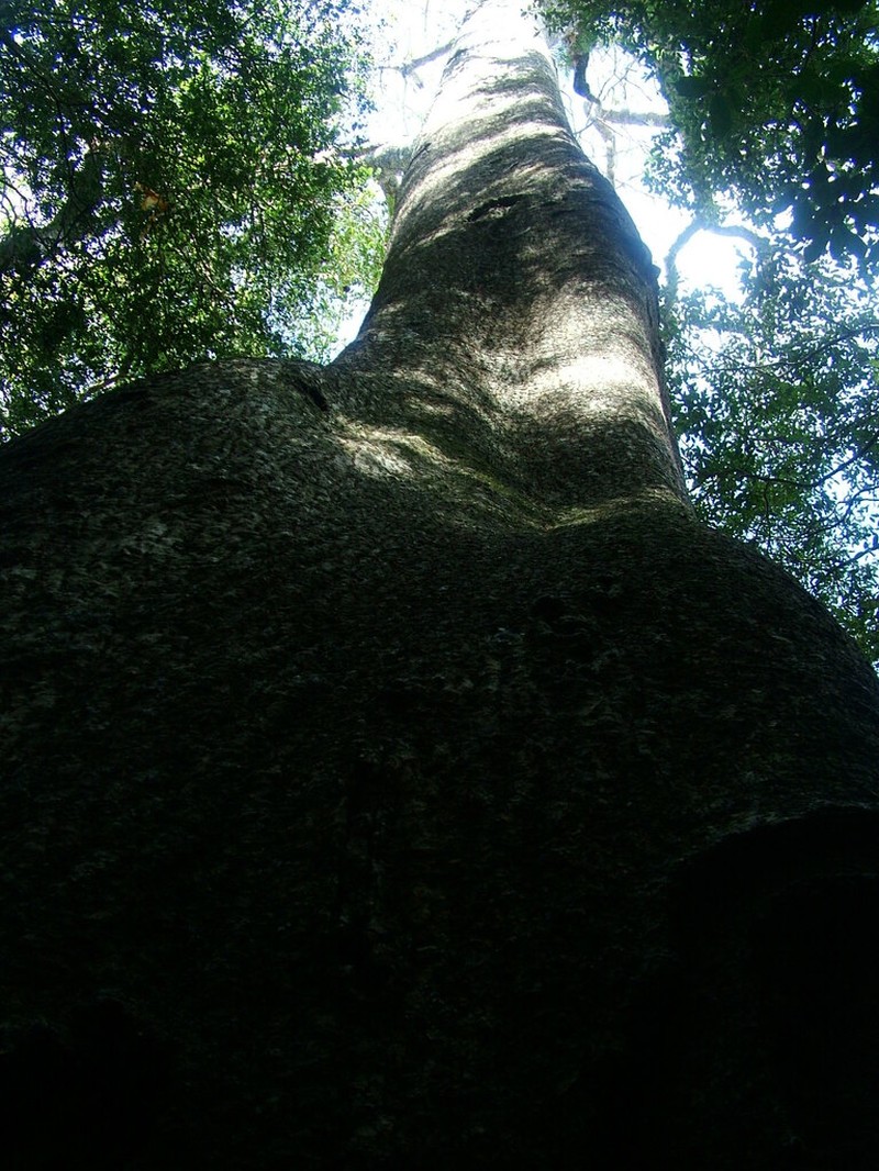 Adansonia perrieri photo 4