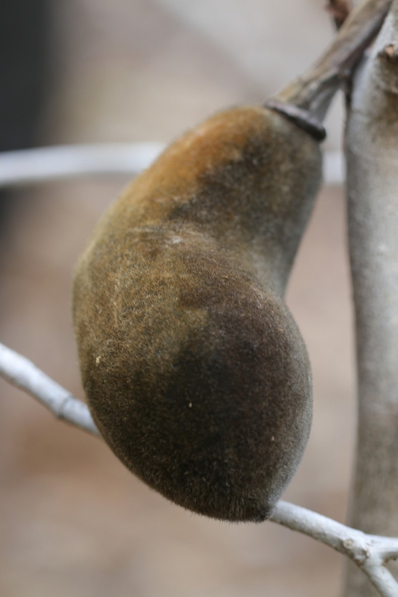 Adansonia perrieri photo 5