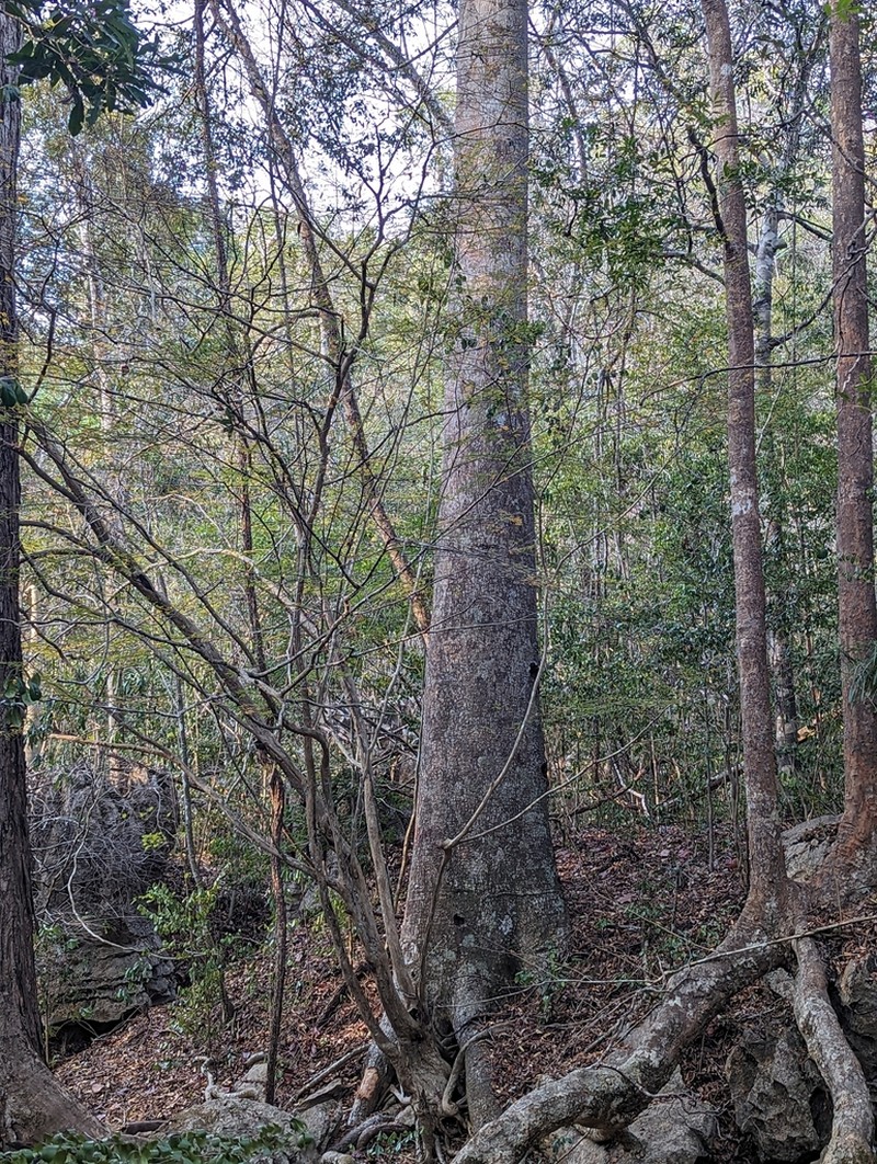 Adansonia perrieri photo 6