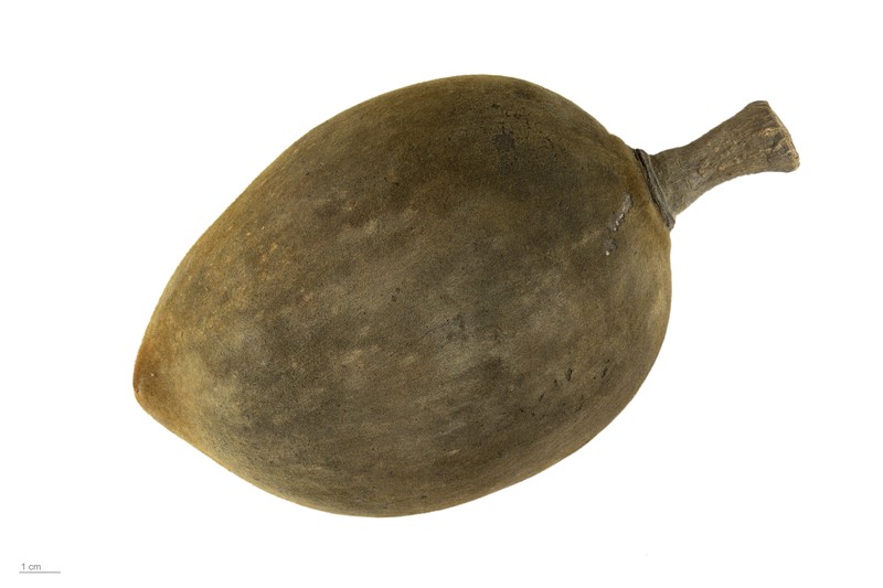 Adansonia perrieri photo 7