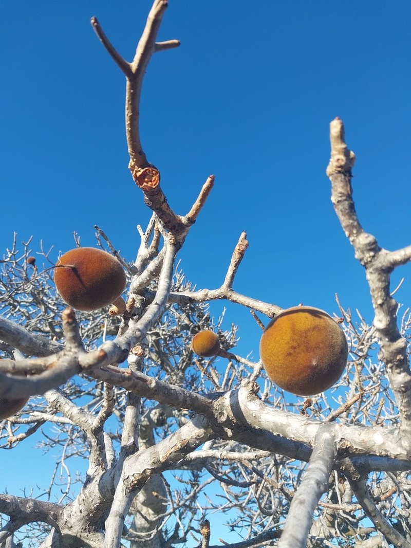 Adansonia perrieri photo 8