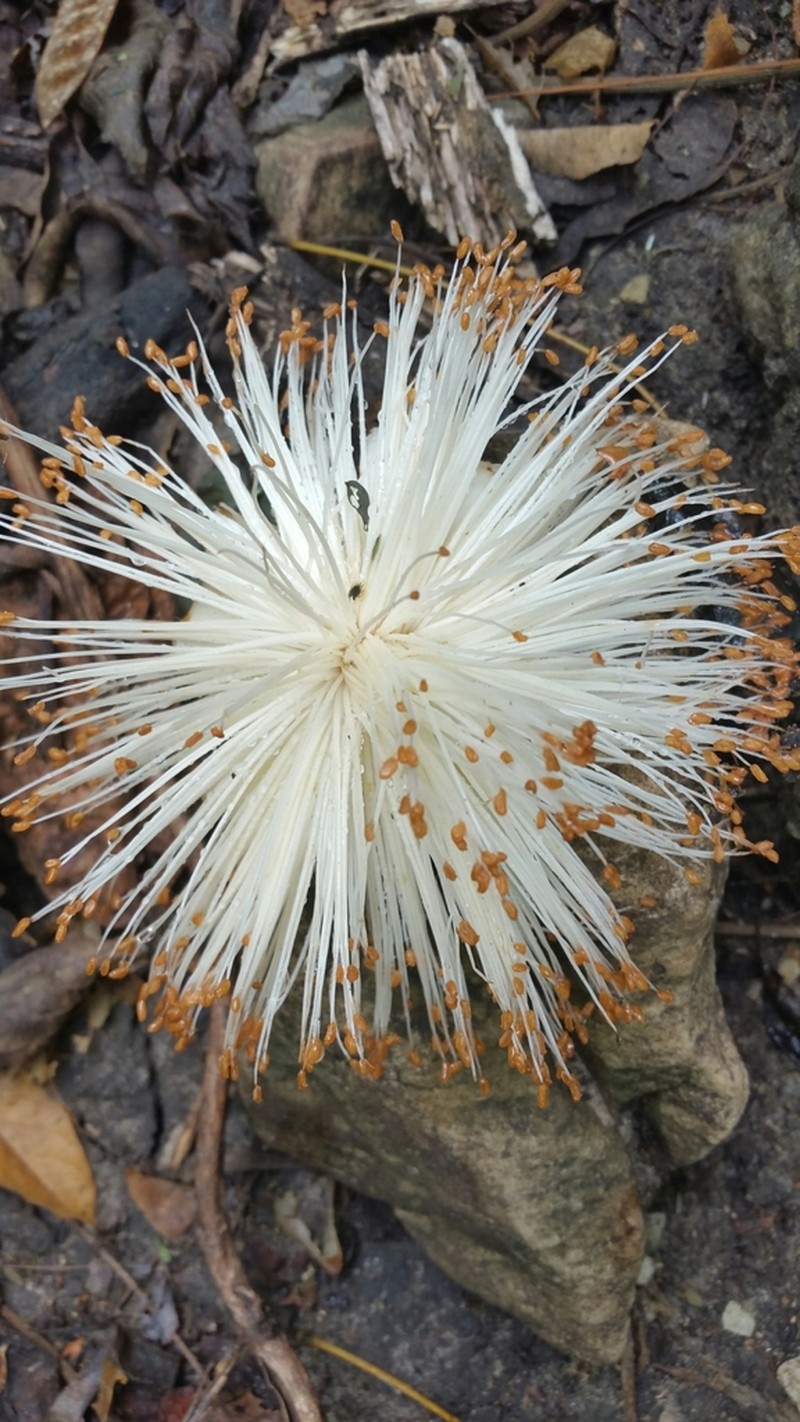 Adansonia suarezensis photo 2