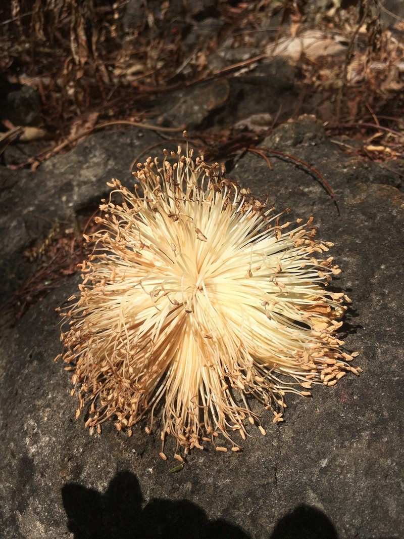 Adansonia suarezensis photo 3