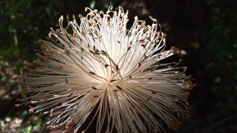 Adansonia suarezensis photo 4