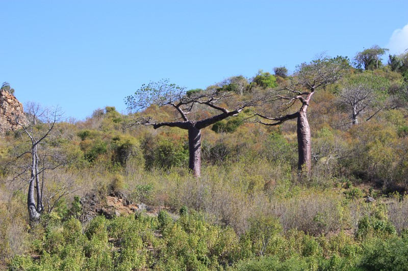 Adansonia suarezensis photo 6