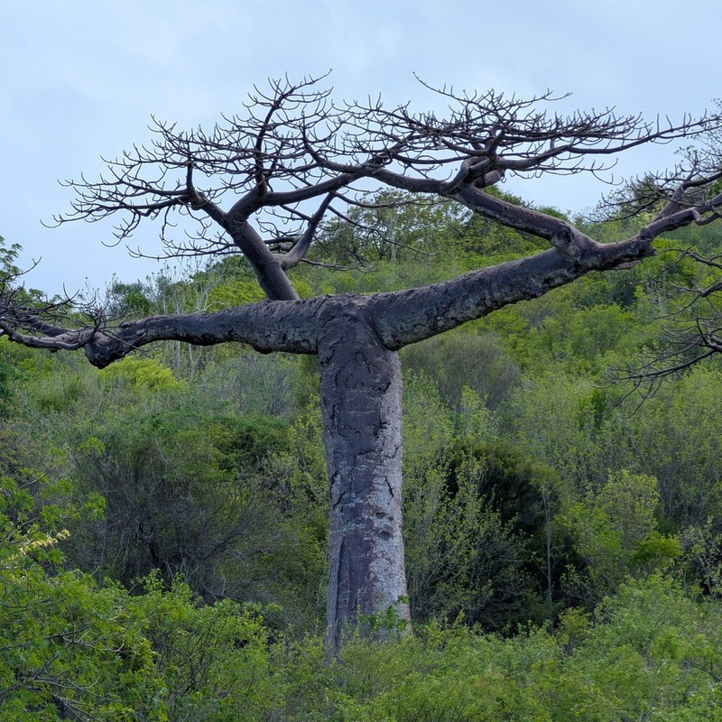 Adansonia suarezensis photo 7