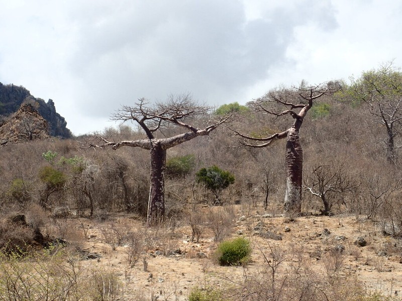Adansonia suarezensis photo 8