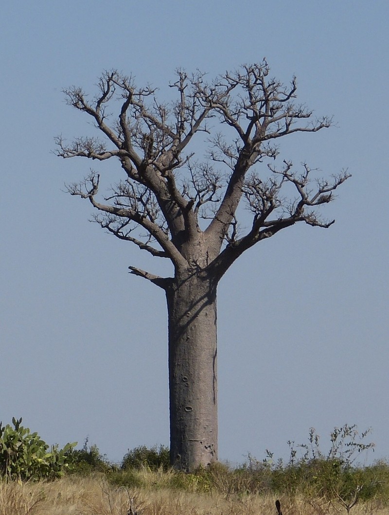 Adansonia za photo 2