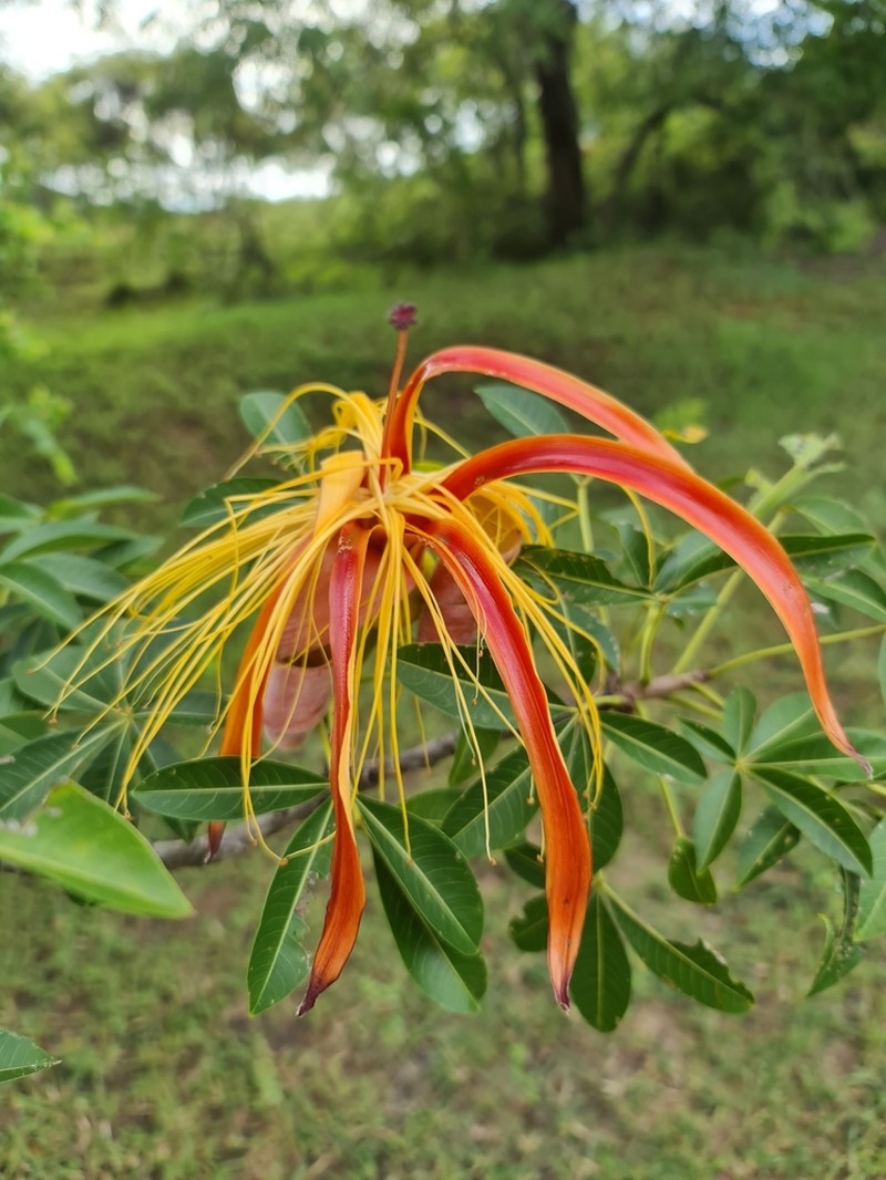 Adansonia za photo 3