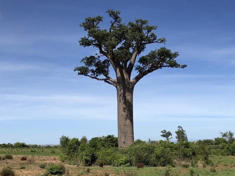 Adansonia za photo 4