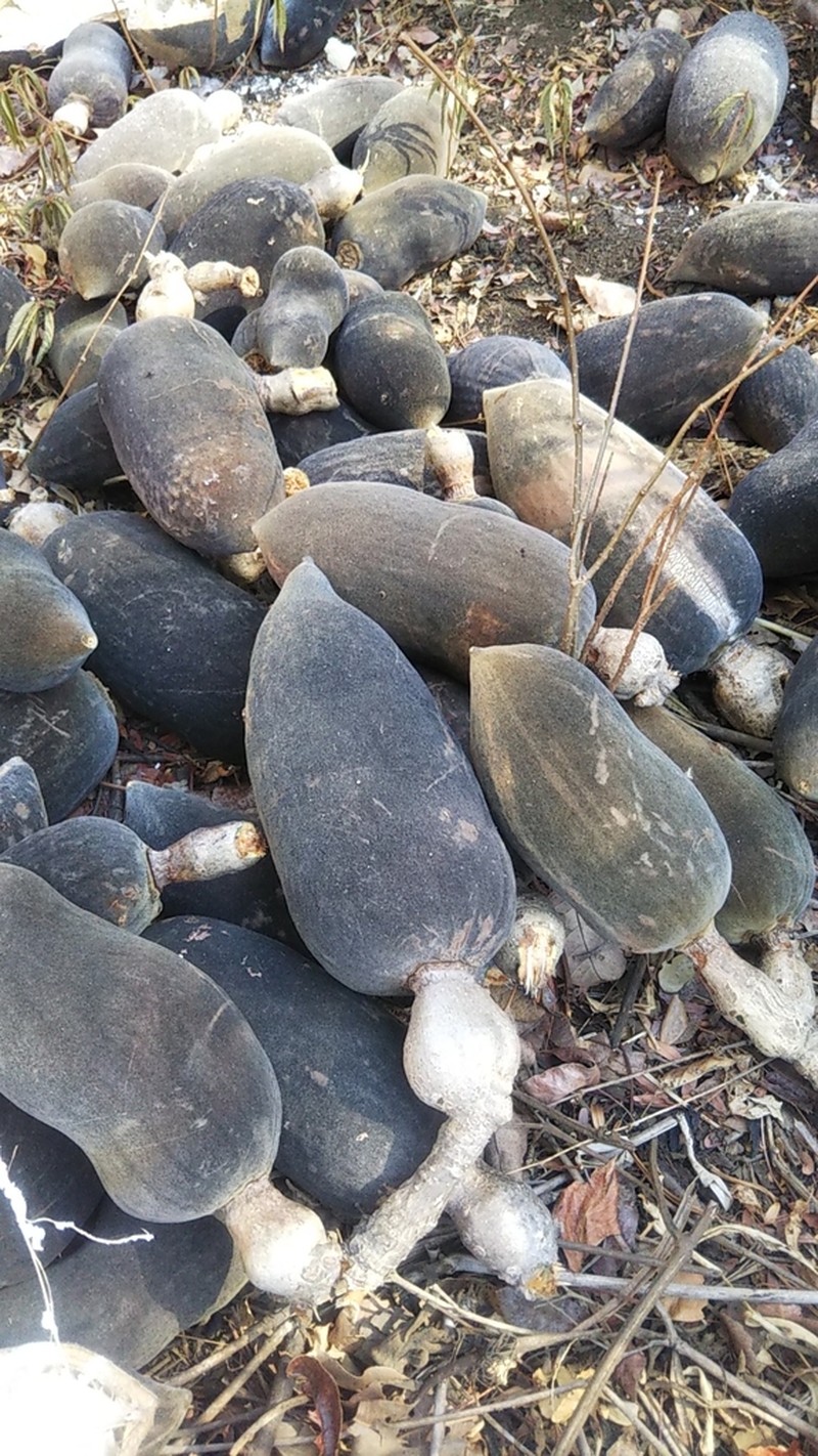 Adansonia za photo 5