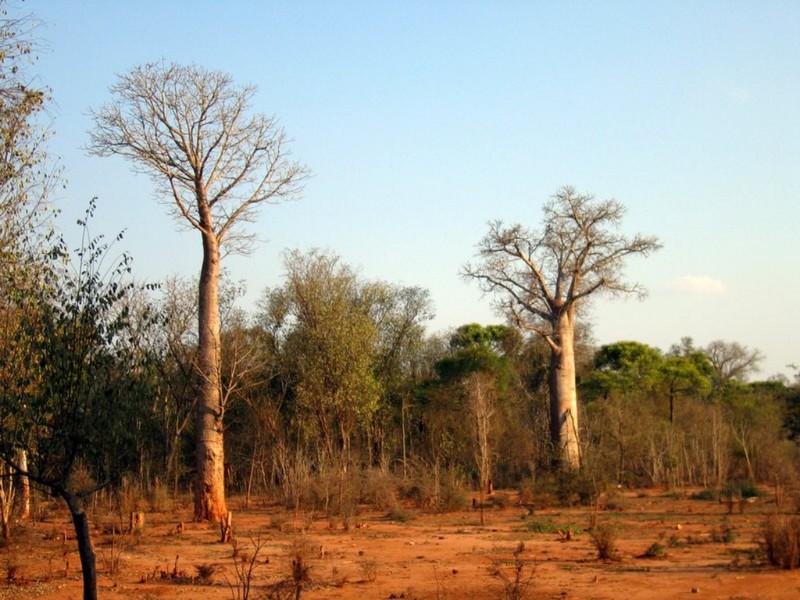 Adansonia za photo 6
