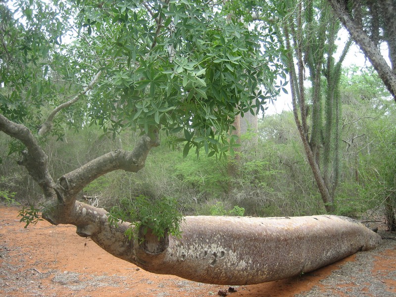 Adansonia za photo 7