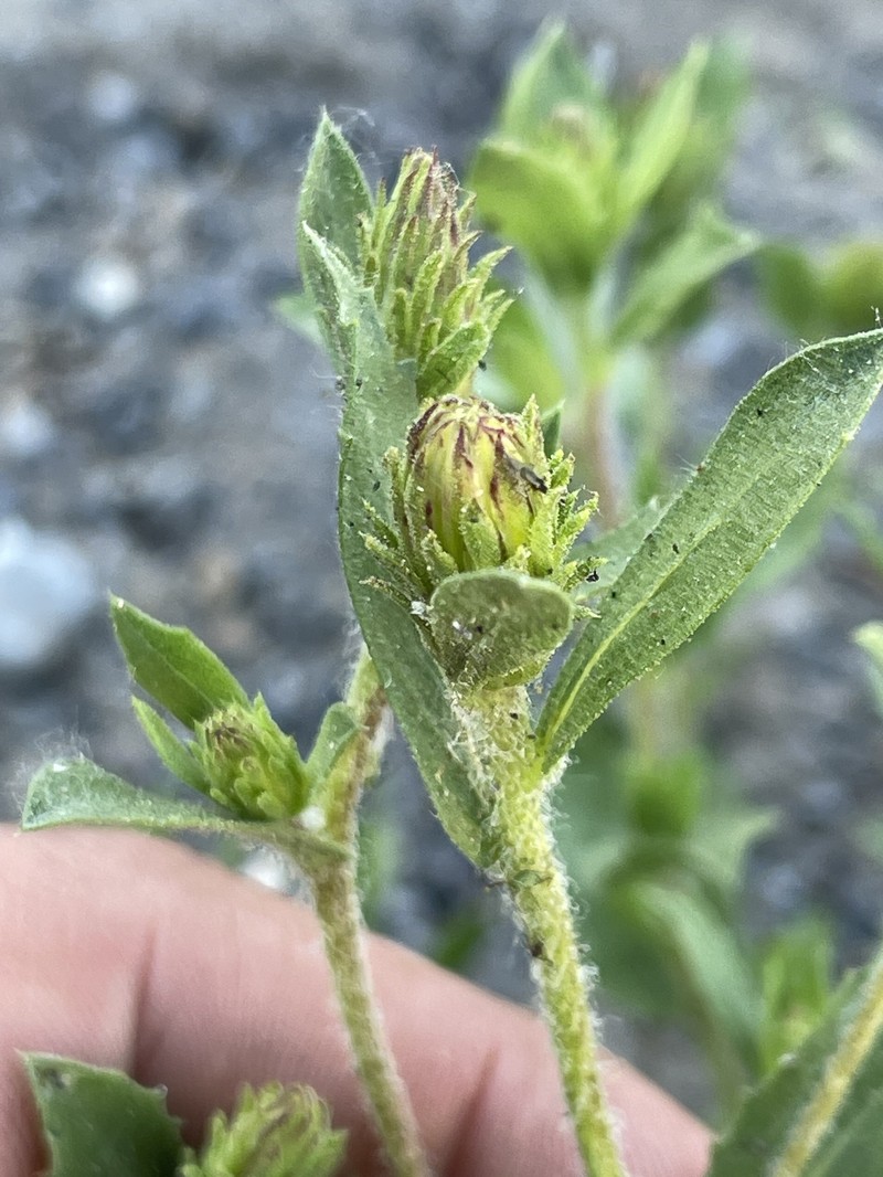 Whitney's Bristleweed photo 3
