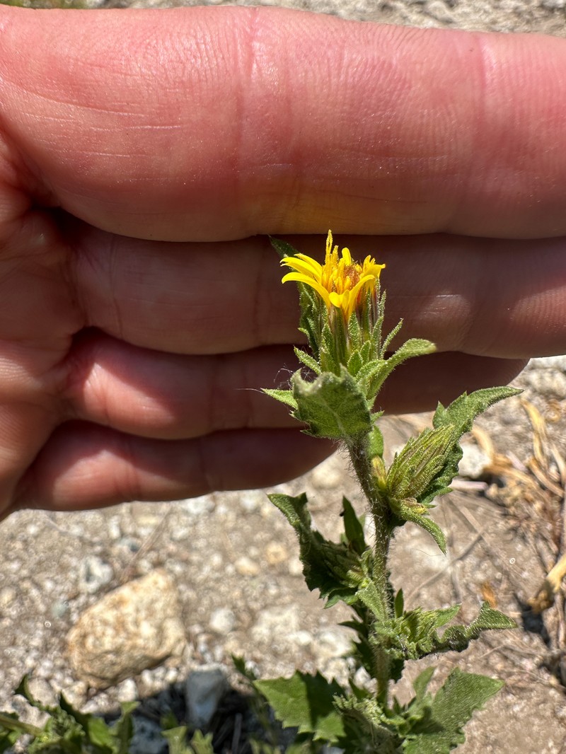 Whitney's Bristleweed photo 4