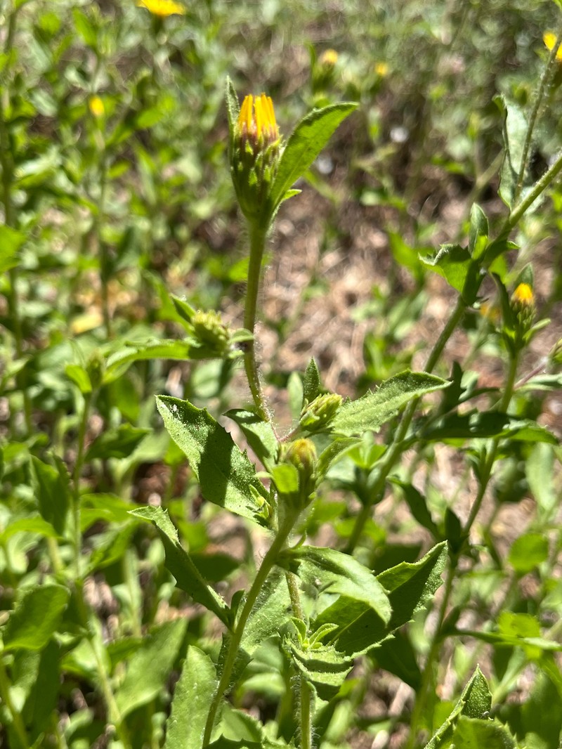 Whitney's Bristleweed photo 5