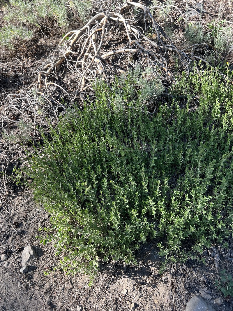 Whitney's Bristleweed photo 6