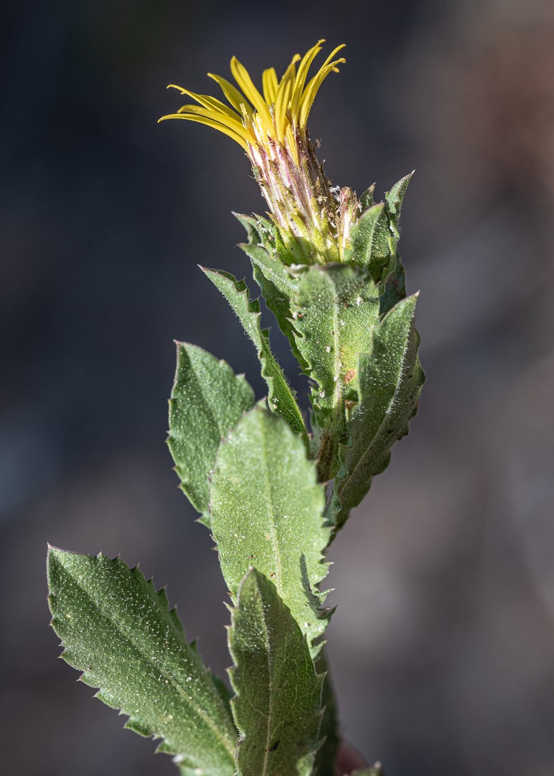 Whitney's Bristleweed photo 7