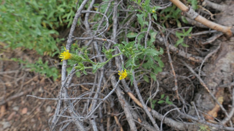 Whitney's Bristleweed photo 8