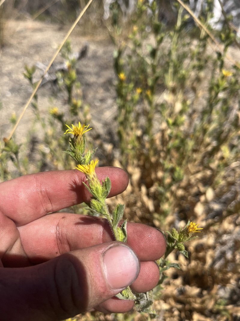 Whitney's Bristleweed photo 9