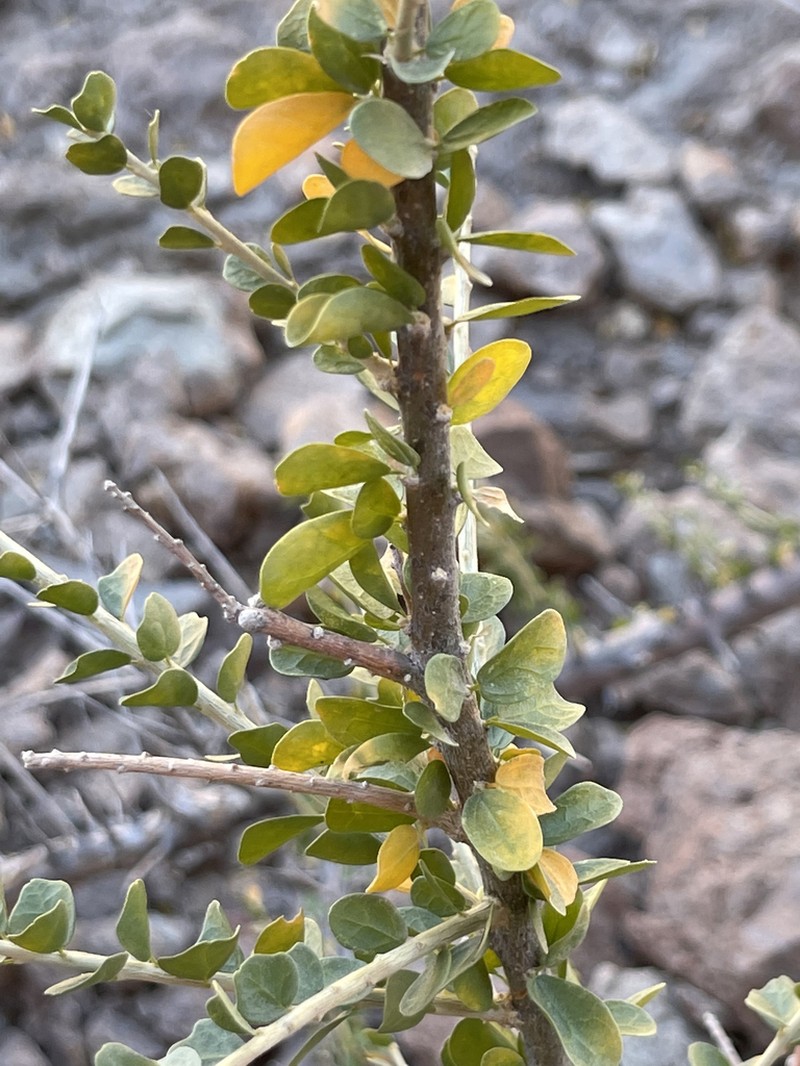 Adelia brandegeei