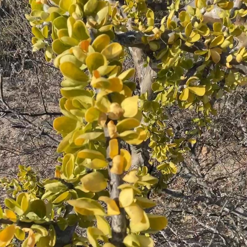 Adelia brandegeei photo 2