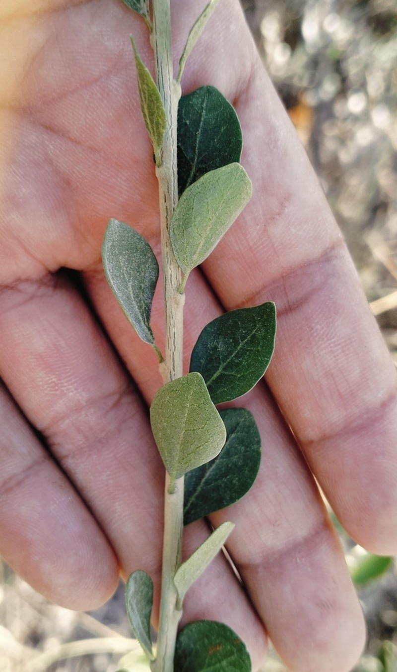 Adelia brandegeei photo 3