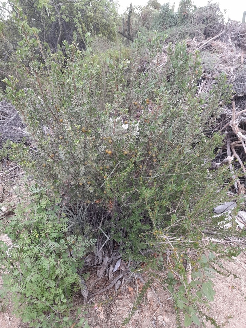 Adelia brandegeei photo 4