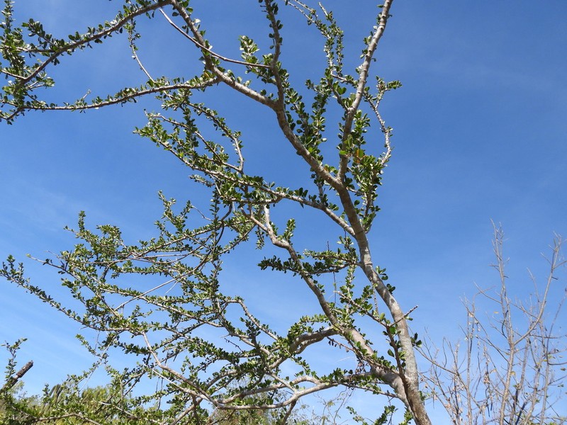 Adelia brandegeei photo 5